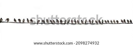 A long row of black birds perched on wires isolated on white. Blackbirds sitting in a row