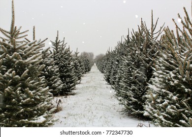 Long row of Christmas trees on a farm ready to be cut after a fresh dusting of snow.