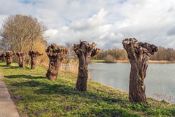 Long Row Of Freshly Pruned Pollard Willows Along A Lake.  It Is A Sunny Day At The End Of The Dutch Winter Season.