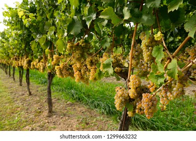 Long Row Of Golden Riesling Grape Vines In A Vineyard In Niagara On The Lake Ontario