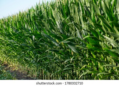 Long Row Of Tall Corn Stalks With Large Leaves And Tassels, Bright Sunshine, Corn Field, Midwest, Farming, Farm, Cattle Feed, Tassels, Ethanol, Biodiesel Fuel