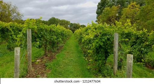 Long Rows of Grape Vines in an Established Wine Vineyard; Travel, Tourism, Wine Tasting, Harvesting Ideas