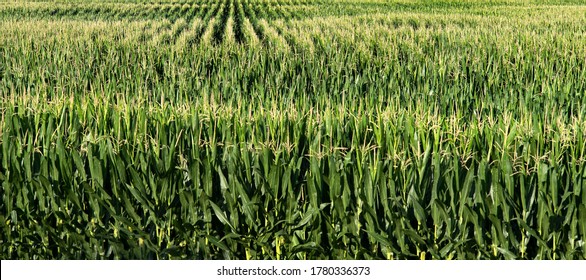 Long rows of tall green corn stalks in field, corn field, midwest, farming, farm, cattle feed, tassels, ethanol, biodiesel fuel