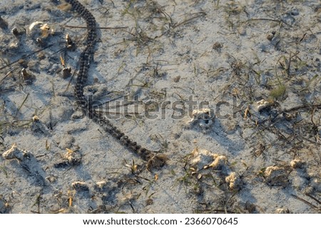 Long Sea worm or sea cucumber in shallow water of Fiji