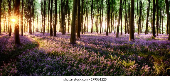 Long shadows in bluebell woods at sunrise - Powered by Shutterstock