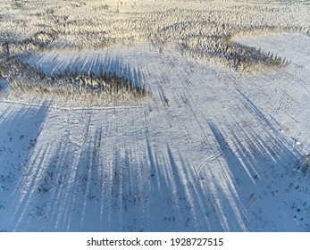 Long Shadows Drone Shot Of Winter Forest In Sweden.