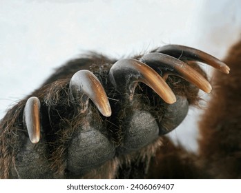 Long sharp claws of brown bear on the right front paw. Paw of predatory grizzly bear with dangerous dagger claws. 