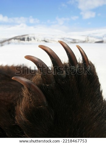 Long sharp claws on the bear's paw pointing upwards. Dangerous powerful claws of a brown grizzly bear close-up. Russia, Kamchatka, 