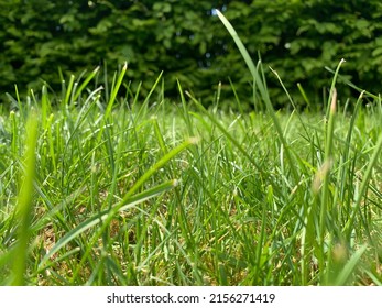 Long And Short Grass In Garden With Hedge And Sun