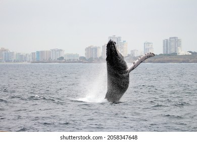 Long Shot Of A Beautiful Whale Jumping On The Water Next To A City Coast At Ecuador