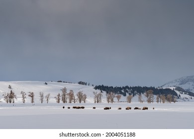 long shot of a bison herd feeding in the snow on a stormy winter day at yellowstone national park in wyoming, usa