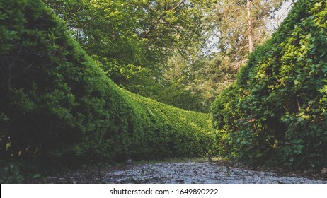 A Long Shot Of A Pathway Between Manicured Hedges In A Garden Maze