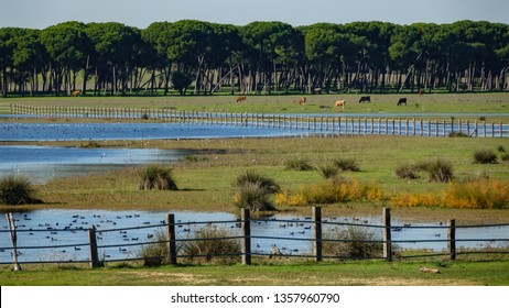 Long Shot Of Pine Trees, Lake, Cows And Coots In Doñana National Park