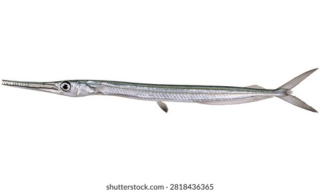 Long slender needlefish with sharp beak and silver scales