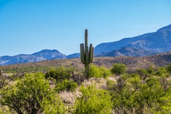 A Long Slender Saguaro Cactus In Tucson, Arizona