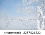 Long snow covered frozen tree branch