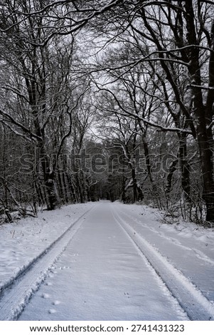 A long, snow-covered path leads through a quiet, wintry forest; hiking in winter at Pestruper Moor, Wilde Geest, 27793 Wildeshausen, Germany
