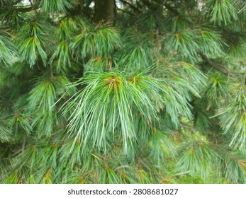 Long soft pine needles cluster on branch close-up