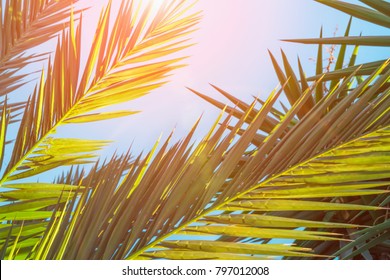 1,505 Spiky palm Images, Stock Photos & Vectors | Shutterstock