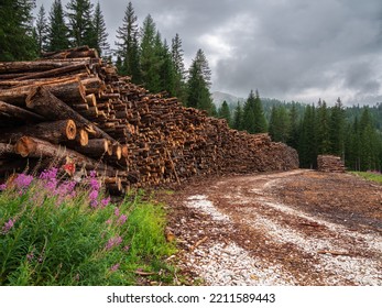 A long stack of sawn tree trunks for firewood in the Dolomite forests