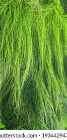 Long Stalks Of Fresh Grass Lie On The Ground, Blown Down By The Wind. The Texture Of Green Crushed Grass.