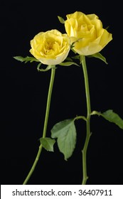 long stem beautiful rose