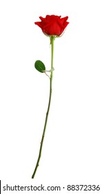 A long stem red rose