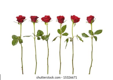 Long stem red roses on the white