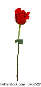 A long stem rose