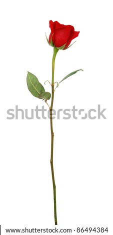 A long stem rose