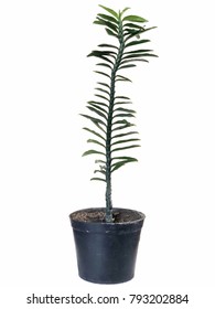 Long stem tree with leaf every node in black plastic pot and soil.