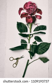 A Long Stemmed Red Rose Has Been Cut Into Pieces And Then Laid Out On Linen Fabric With A Pair Of Scissors Next To It