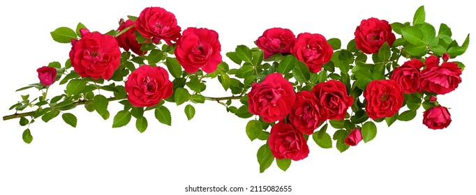 A long straight branch of a rosehip bush with red flower buds highlighted on a white background in close-up. - Powered by Shutterstock