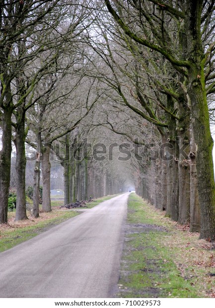 Long straight\
country road lined with trees in winter with a car disappearing in\
the distance in rural Groningen, one of the northern provinces in\
the Netherlands
