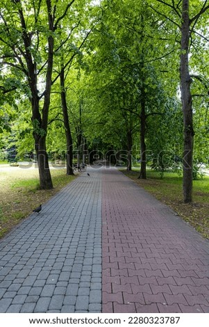 A long straight path made of cobblestones among symmetrically planted trees in a small park