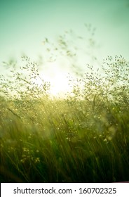 Long Summer Dry Grass Against A Sunset.