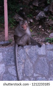a long tail brown monkey.