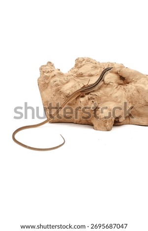 Long Tail Lizard Isolated on White