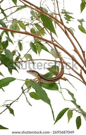 Long Tail Lizard Isolated on White