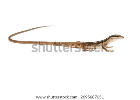 Long Tail Lizard Isolated on White