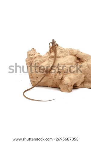 Long Tail Lizard Isolated on White