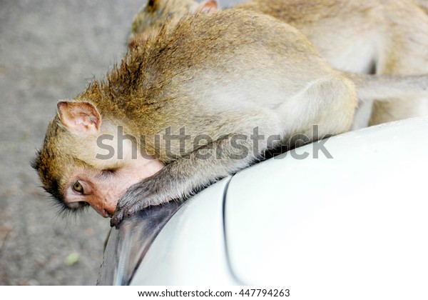 a long tail mountain\
monkey making scary face while biting a front-left side of car\
light shell.