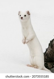 Long tail weasel in snow