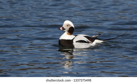 Long Tailed Duck