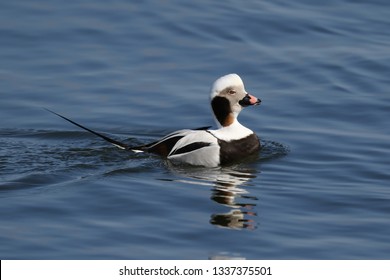 Long Tailed Duck