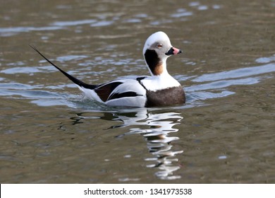 Long Tailed Duck