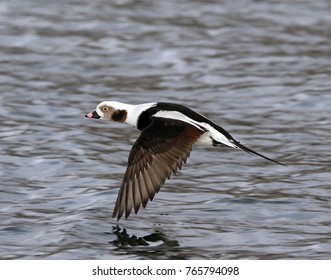 Long Tailed Duck