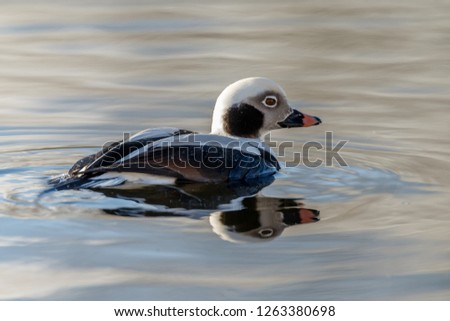 Long tailed duck in a calm setting in nice light