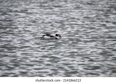 Long Tailed Duck Enjoying The Sea