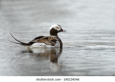 Long Tailed Duck - Male